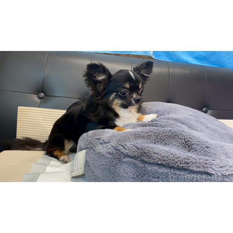 成約済の兵庫県のチワワ(ロングコート)-378076の9枚目